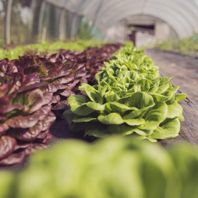 Major new mental health and horticulture project at Tebay Services.